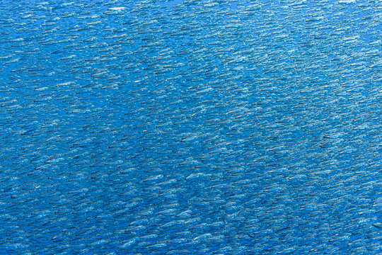 A dense aggregation of lanternfish