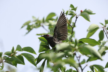 Asian glossy starling (Aplonis panayensis) is a species of starling in the family Sturnidae.This photo was taken in Japan.