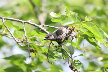 Asian glossy starling (Aplonis panayensis) is a species of starling in the family Sturnidae.This photo was taken in Japan.