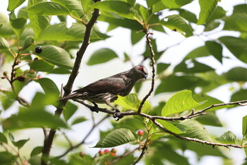 Obraz premium Asian glossy starling (Aplonis panayensis) is a species of starling in the family Sturnidae.This photo was taken in Japan.