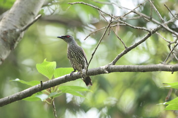 Asian glossy starling (Aplonis panayensis) is a species of starling in the family Sturnidae.This photo was taken in Japan.