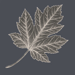 Detailed illustration of leaf showcasing intricate veins and textures, set against dark background, evokes sense of nature beauty