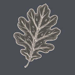 Detailed illustration of leaf showcasing intricate veins and textures, set against dark background, evokes sense of nature beauty