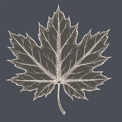 Detailed illustration of maple leaf with intricate vein patterns, set against dark background, evokes sense of nature beauty and elegance