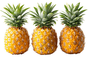 Harvesting Fresh Pineapples in Tropical Paradise on PNG Transparency Background
