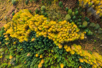 Aerial view of larch and spruce trees in autumn, Galloway Forest, Dumfries & Galloway, Scotland