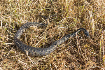 Adder, Vipera berus, Dumfries & Galloway, Scotland