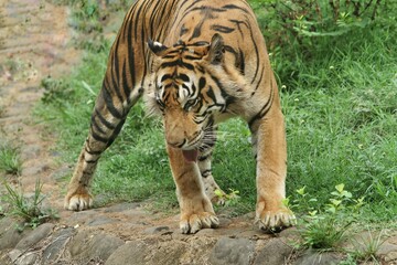 Sumatran tiger looks like it is walking around while looking ahead