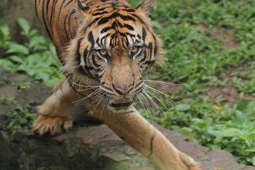 A Sumatran tiger walks while looking at the camera