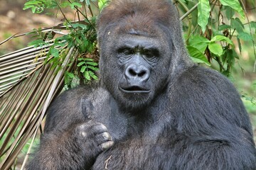 portrait of a silverback gorilla