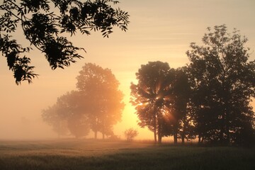 Silhouette of ash trees in a grain field during sunrise.