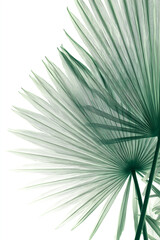 Obraz premium Radiating Palm Leaf Skeleton Isolated on Light Background 