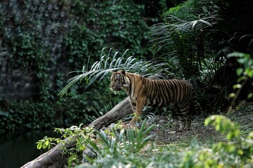 A Sumatran tiger stands in the bushes while observing its surroundings