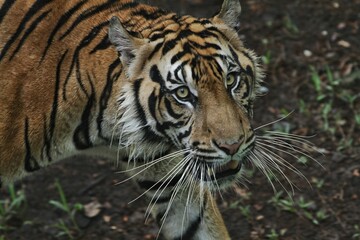 Close up of a Sumatran tiger looking at the camera