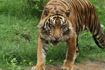 Sumatran tiger looks like it is walking around while looking ahead