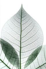 Obraz premium Delicate Skeleton Leaf Composition on White Background 