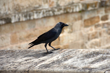 Western Jackdaw, Coloeus monedula, perched on a stone wall.