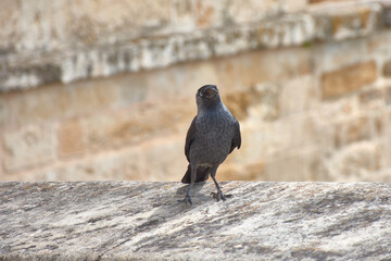 Western Jackdaw, Coloeus monedula, perched on a stone wall.