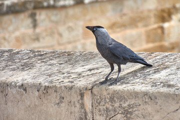 Western Jackdaw, Coloeus monedula, perched on a stone wall.
