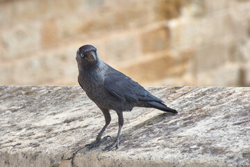 Western Jackdaw, Coloeus monedula, perched on a stone wall.