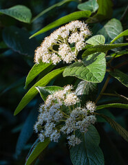 Close-up of blooming flowers  leatherleaf viburnum (Viburnum rhytidophyllum Alleghany)  with clusters of small white blossoms and broad green leaves in natural light.