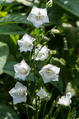 Delicate white bell flowers, belonging to the Campanula family, set against lush green background. Blooms appear fresh with dewdrops, adding serene and natural charm. Nature concept for design