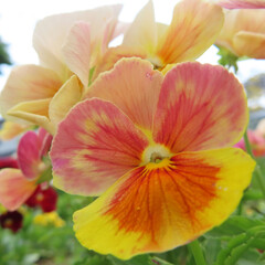 日本でビオラが花を咲かせています