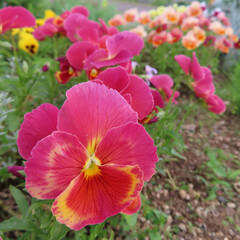 日本でビオラが花を咲かせています