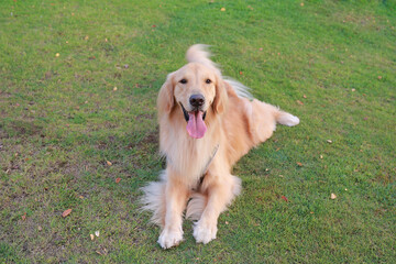 Portrait of Golden retriever lying on the grass in the garden.