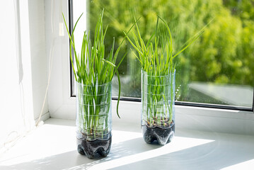 Growing Green Onion in Recycled Plastic Bottle. Reusing Plastic Container for Plant Cultivation on Windowsill.