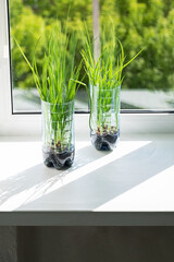Green Onion Plants Growing in Recycled Plastic Bottles on Windowsill. Simple Home Gardening and Environmental Reuse for Sustainability.