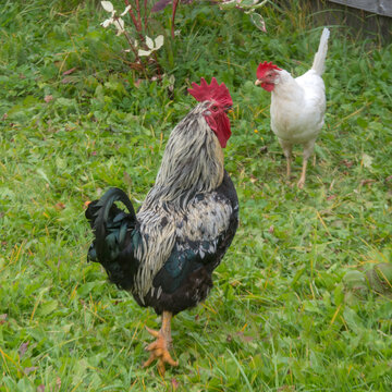 rooster and hen