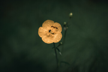 Close-Up of Meadow Buttercup (Ranunculus acris) with Dark Green Blurred Background