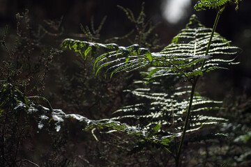 Fougères vertes et fleurs sauvages, dans la forêt des Landes de Gascogne