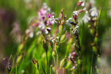 Fougères vertes et fleurs sauvages, dans la forêt des Landes de Gascogne