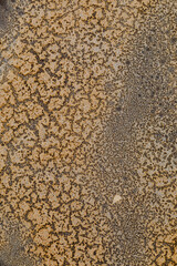 Abstract close-up of a rough, porous surface texture  of ocean foam with an intricate pattern of brown and dark brown areas.  Bethells Beach, Auckland, New Zealand