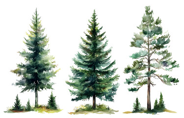 Obraz premium Watercolor Pine Trees on PNG Transparency Background