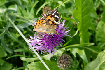 Painted Lady (Vanessa Cardui) Butterfly sitting on a pink scabiosa in Zurich, Switzerland