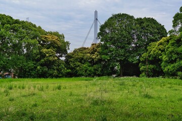 初夏の草原の風景