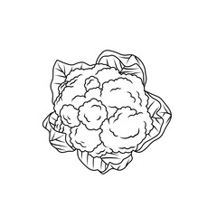 Line Art Cauliflower