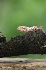 lizard, dragon, bearded dragon, photo of a bearded dragon lizard perched on a leaf