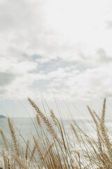 Seaside Grass Against Cloudy Sky