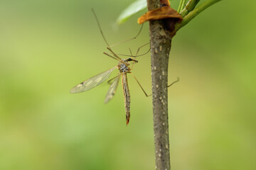 a long-legged mosquito on a branch