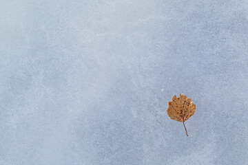Close-up of an orange birch leaf on the ice on a frozen lake in the winter, viewed from above. Abstract textured full frame background. Copy space, top view.