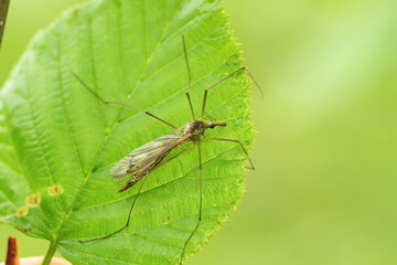 a long-legged mosquito on a leaf