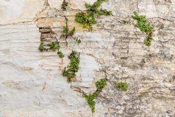Weathered, damaged and old cracked concrete wall with plants growing out of the cracks. Plaster has mostly peeled off. Viewed from the front.