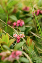 Wild lingonberries bloom in the forest