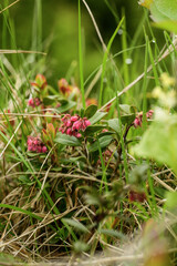 Wild lingonberries bloom in the forest