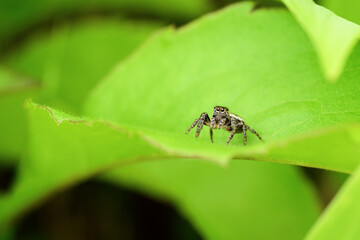 jumping spider on green leaf 