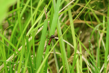 ant on green grass 